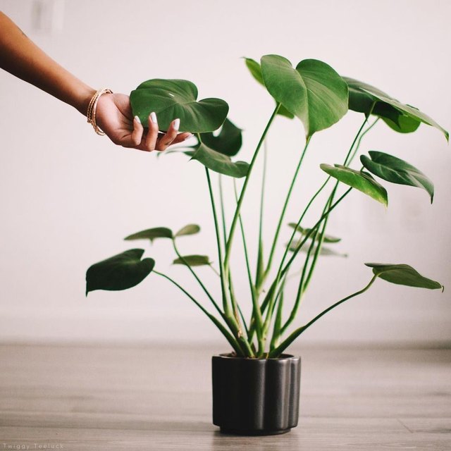 How to Get Rid of Gross Bugs in Plants, According to an Expert | Hunker