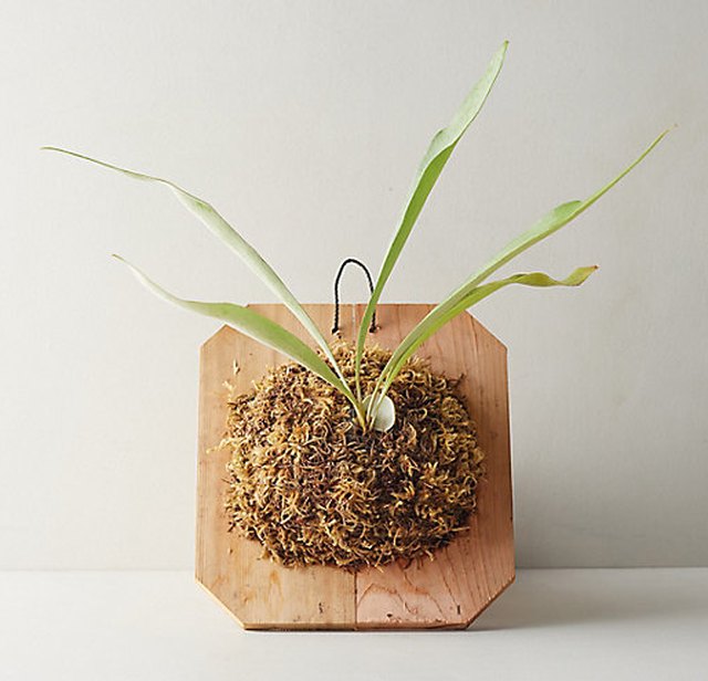Mysteriously, These Plants Will Thrive in Dark Corners | Hunker