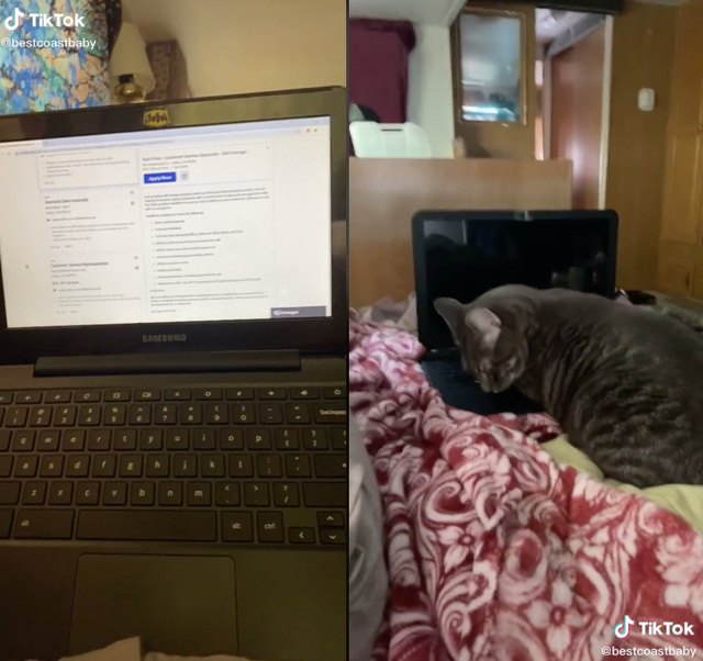 People on TikTok Are Buying Mini Laptops for Their Cats Hunker