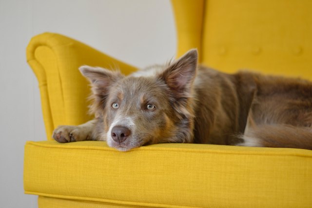 How To Quickly Remove Pet Hair From Furniture | Hunker