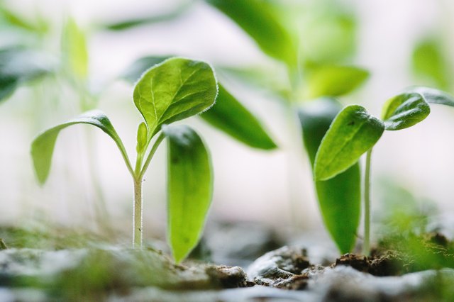 This Genius TikTok Will Make Your Gardening Game More Sustainable