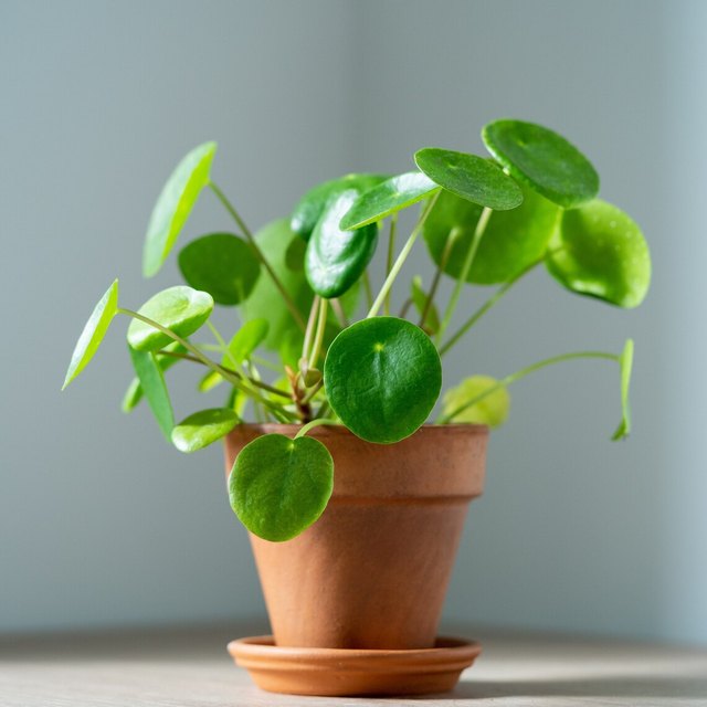 If You're a Life Path Number 8, This Houseplant Is Ideal for You | Hunker