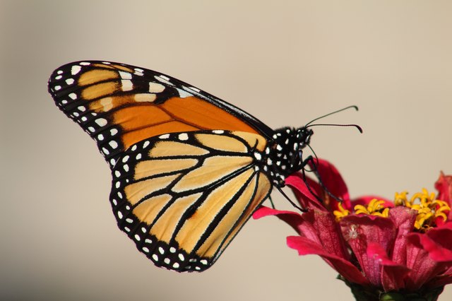 Monarch Butterflies Are Close to Extinction — Here's How You Can Help