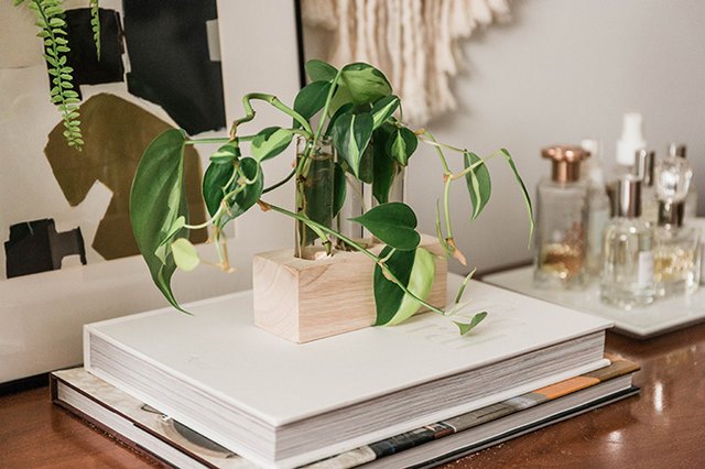 Best Plant to Choose If You're a Capricorn | Houseplants | Hunker