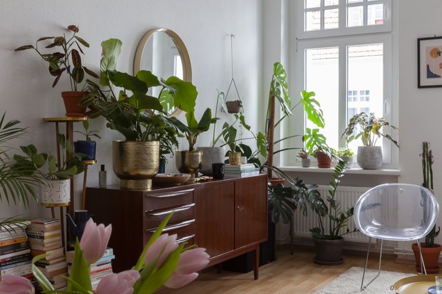 When to Bring Plants Inside And What Temperature Is Too Cold? | Hunker