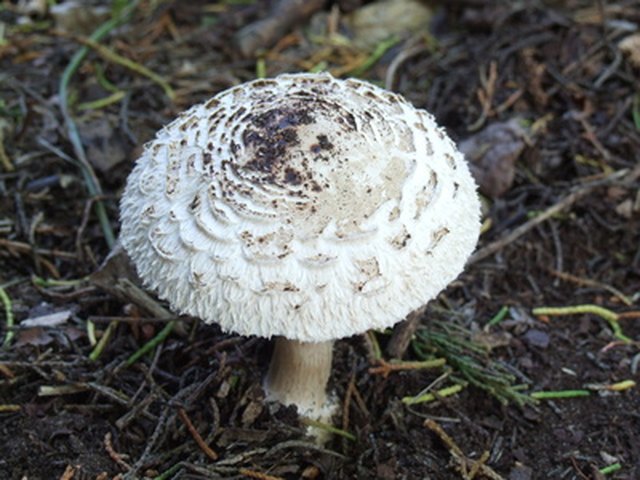 mushrooms types grow yards lawn poisonous toadstool edible fotolia
