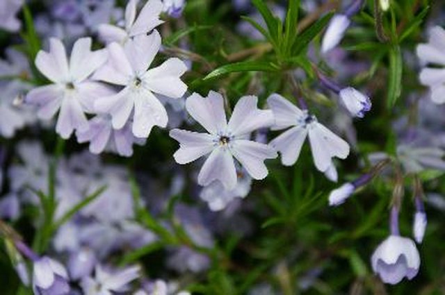 When to Trim Phlox After Blooming? | Hunker