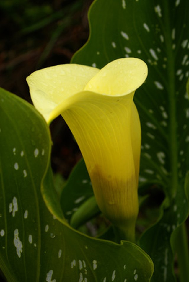 how-long-do-calla-lillies-bloom-hunker