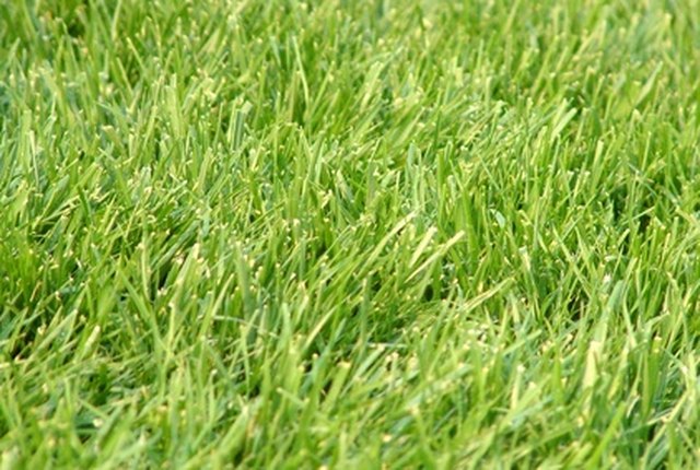 How Much Fertilizer Do I Need Per Acre of Grass? | Hunker