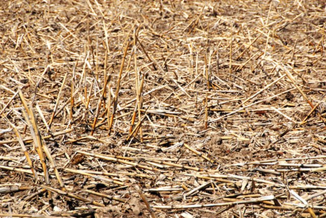 Why Do They Burn the Corn Stalks in the Field After Harvesting? | Hunker