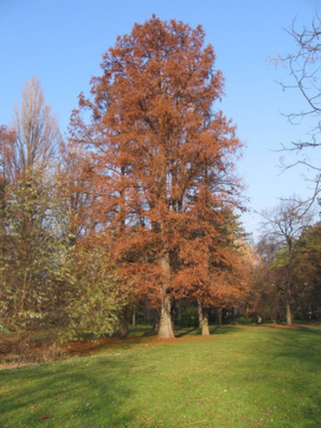 How to Prune Bald Cypress Trees | Hunker