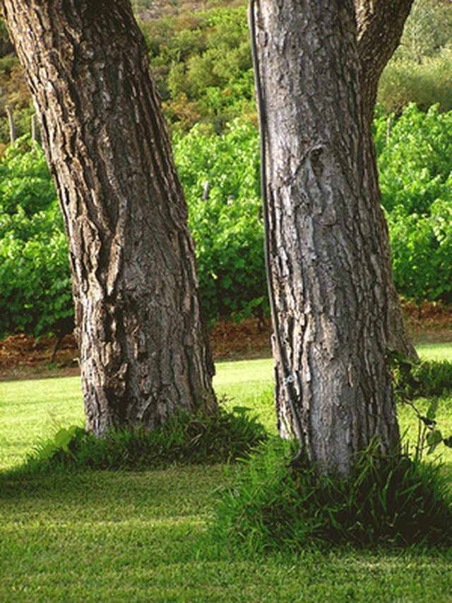 How to Plant Grass Under Pine Trees | Hunker