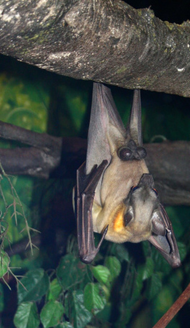 How to Get Rid of Bats in One Day | Hunker