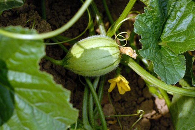 Can You Plant Watermelon & Cantaloupe in the Same Bed ...