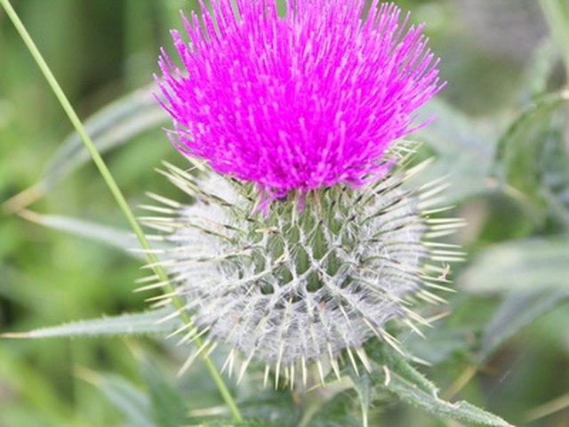 Difference Between Milk Thistle And Burdock Hunker