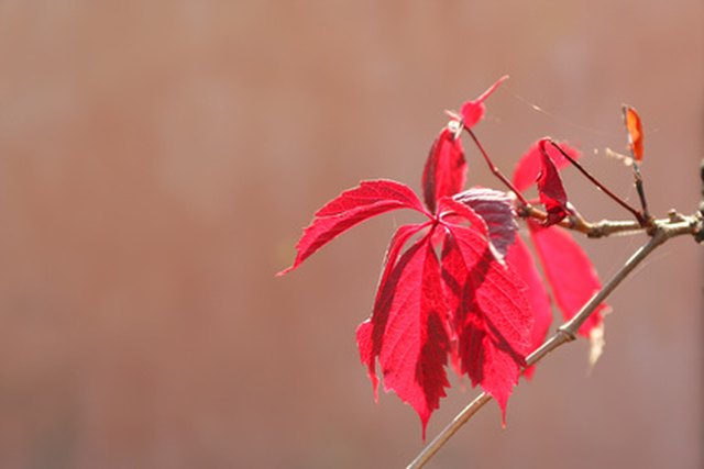 How To Identify Trees With Dark Red Leaves Hunker
