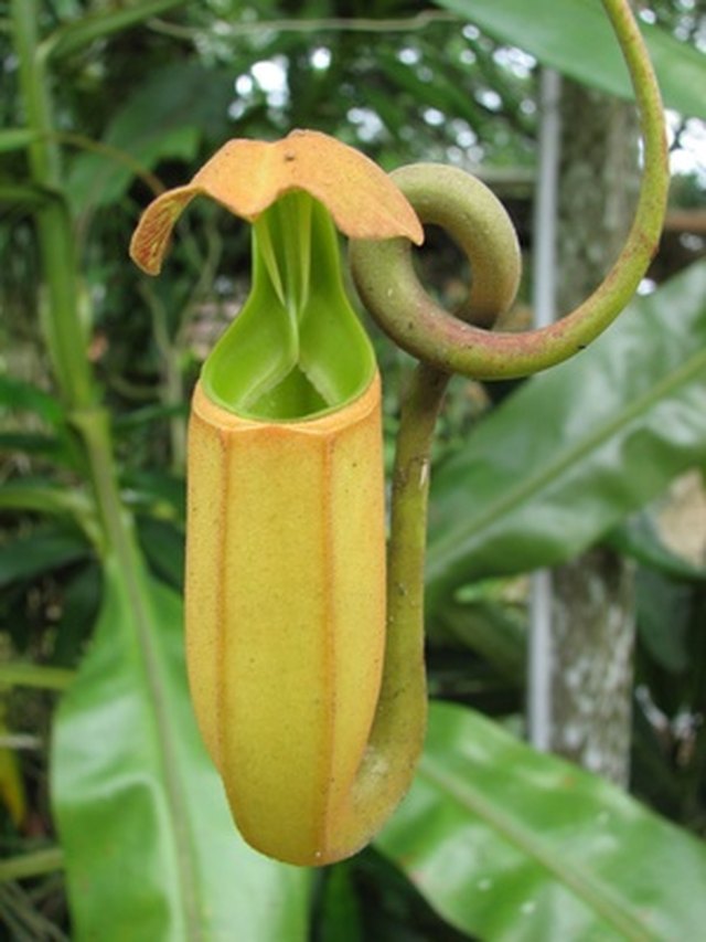 The Life Cycle of a Pitcher Plant | Hunker diagram of doctor 