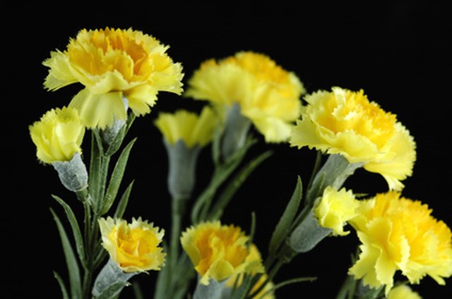 What Do Yellow Carnations Represent