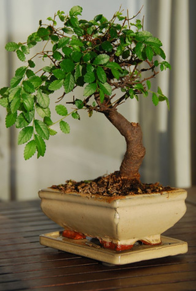 Ficus benjamina bonsai tree