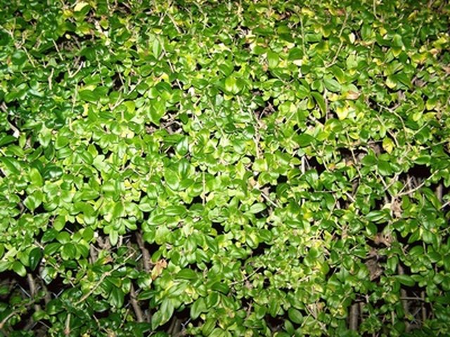 How to Kill Privet Hedges | Hunker