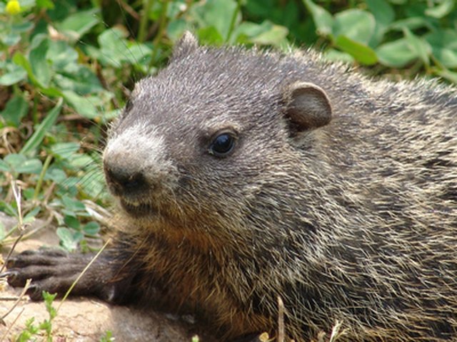 How To Use Epsom Salts To Keep Woodchucks Away From A Vegetable Garden how-to-use-epsom-salts-to-keep-woodchucks-away-from-a-vegetable-garden