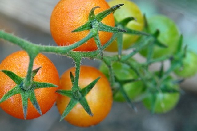 The Best Time to Plant Tomatoes in Georgia | Hunker