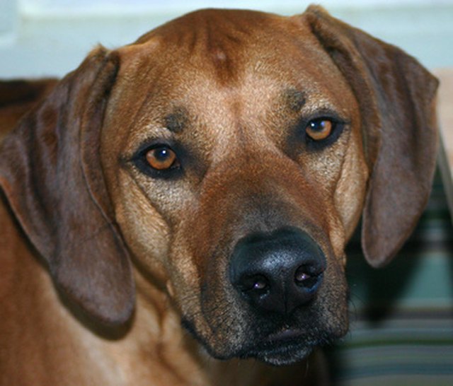 Diy Concrete Slab For Dog Kennel