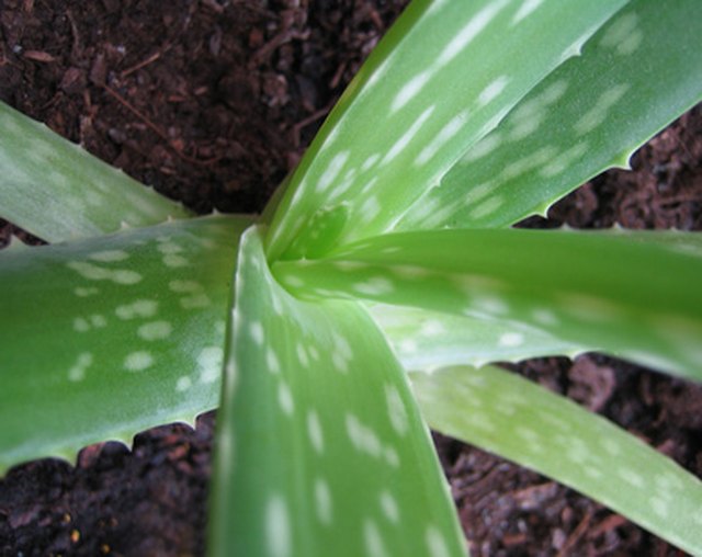 The Difference Between Agave and Aloe Plants | Hunker