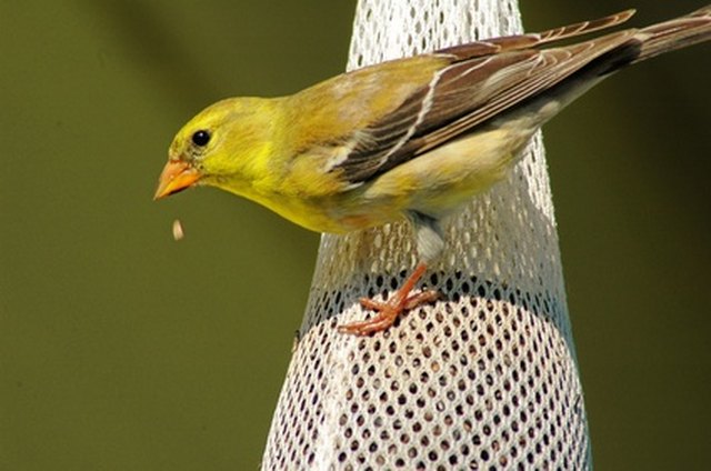 what-birds-eat-sunflower-seeds-hunker