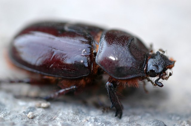 How to Kill a Carpet Beetle  Hunker