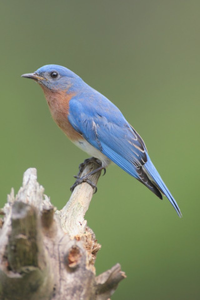 The Height For Bluebird Houses Hunker