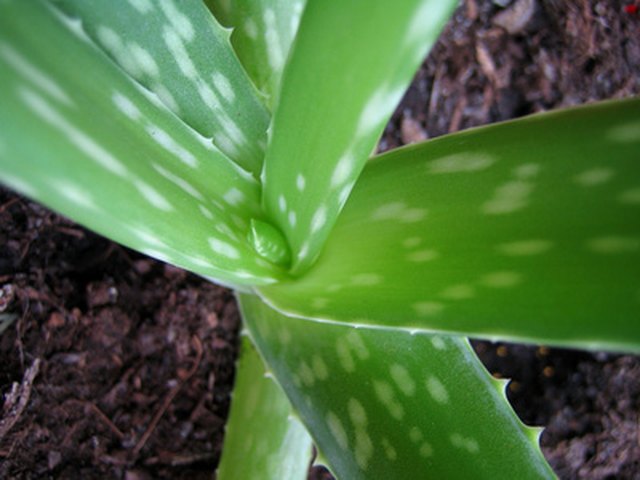 How to Propagate Aloe Leaves | Hunker