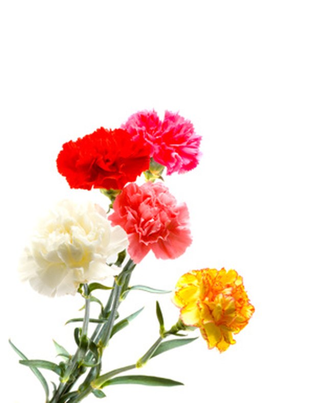 what-do-yellow-carnations-mean-hunker