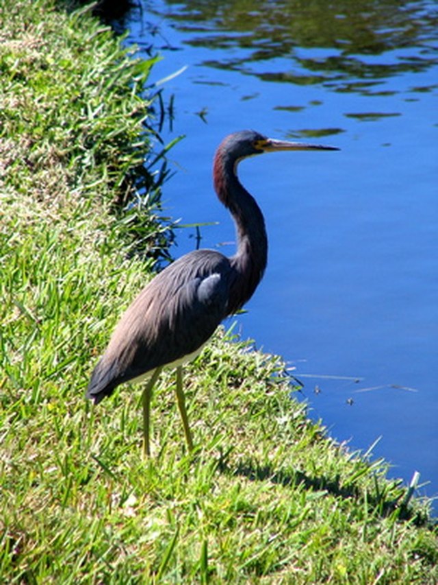 types-of-carpet-grass-hunker