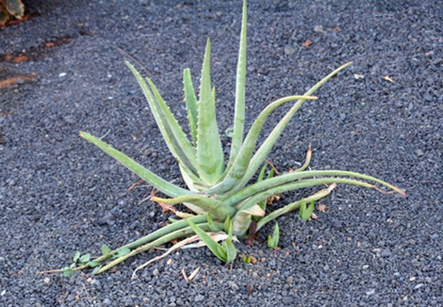 Plants That Look Like Aloe Vera Hunker 9436