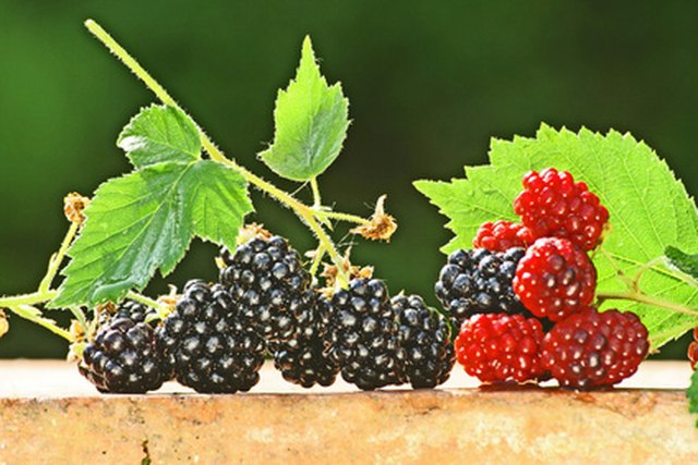 raspberry plants identify raspberries blackberry stems berries varieties berry yellow leaves cane