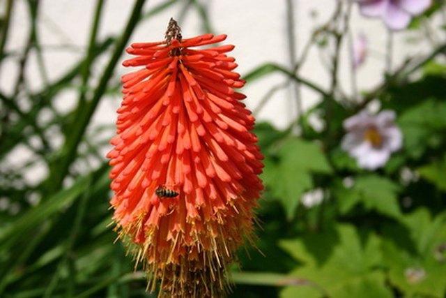 ethiopia-s-most-common-flowers-hunker