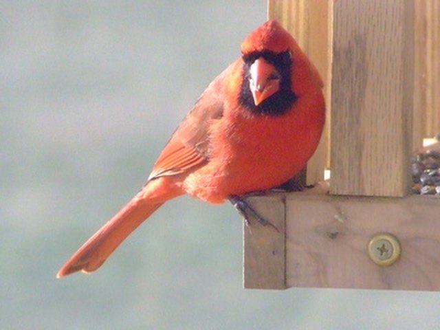 what-birds-eat-sunflower-seeds-hunker