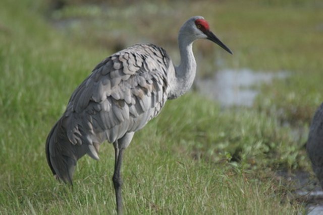 Devices to Stop Cranes in Backyard Ponds | Hunker