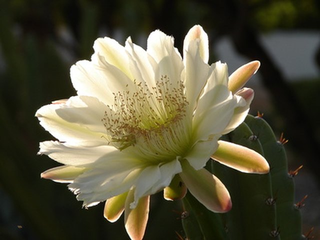 The Blooming Cereus Night Plant | Hunker