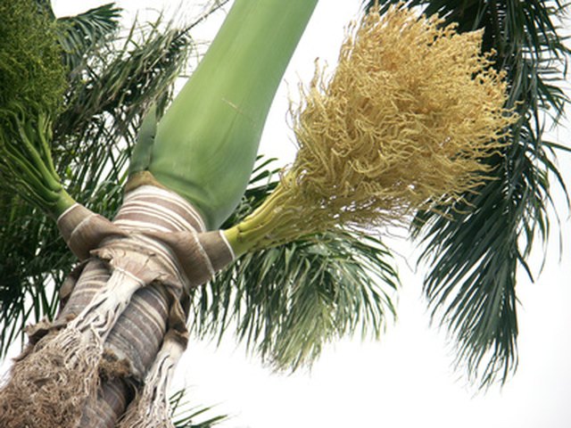 How To Grow Royal Palm Tree Seeds Hunker