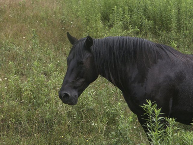 effects-of-lv-400-2-4-d-weed-killer-on-horses-hunker