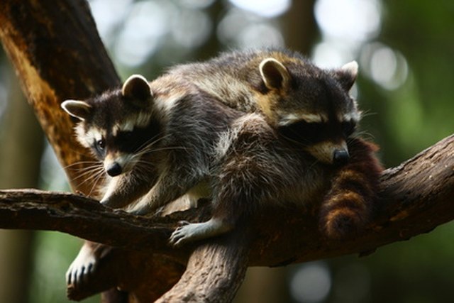 How to Stop Raccoons From Climbing Trees | Hunker