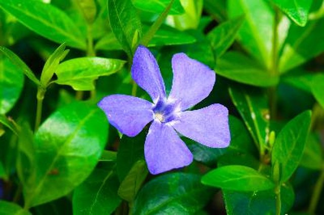 Vinca Problem With Curling Leaves | Hunker