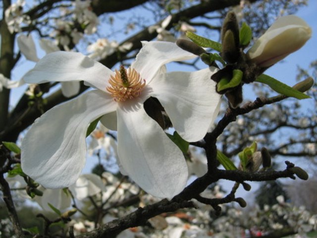 Alabama Flowering Trees | Hunker