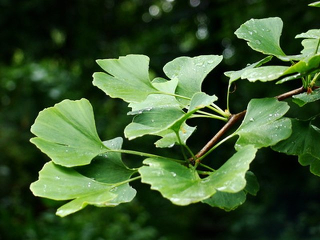 A Ginkgo Tree's Profile and Planting Tips