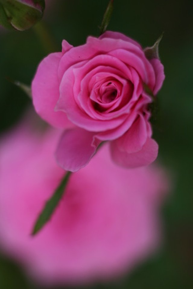 How To Keep Rose Petals In A Jar