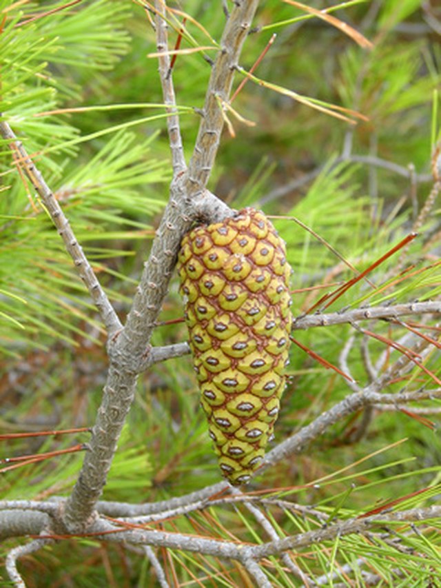 Coniferous Tree Facts | Hunker
