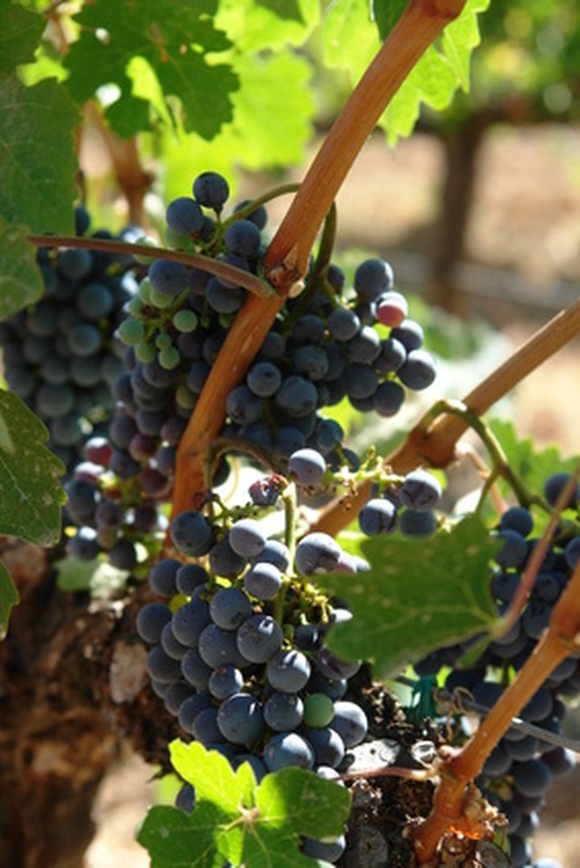 How to Prune Mature Grape Vines | Hunker
