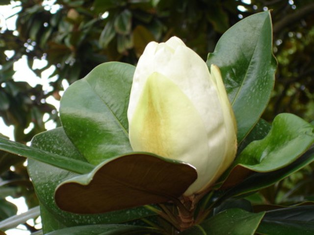southern magnolia tree leaves